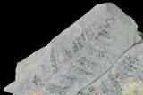 Pennsylvanian Fossil Fern (Sphenopteris) Plate - Kentucky #142433-1